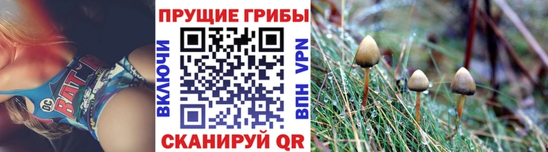 Галлюциногенные грибы Magic Shrooms  продажа наркотиков  Николаевск 